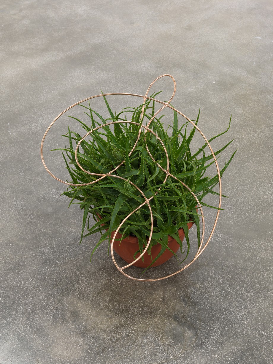 Edgar Orlaineta. Invisible knot, 2014. Copper plated steel and aloe in ceramic pot, 20 1/2 x 20 7/8 x 3/16 inches