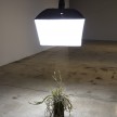 Kerry Tribe and Edgar Bryan. <em>Ceiling Light</em>, 2017. Modified lighting equipment, house plant, 144 x 54 x 38 inches thumbnail