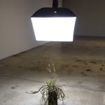 Kerry Tribe and Edgar Bryan. <em>Ceiling Light</em>, 2017. Modified lighting equipment, house plant, 144 x 54 x 38 inches