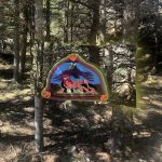 Hannah Epstein_forest