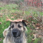 Screen Shot 2020-08-26 at 2.39.08 PM