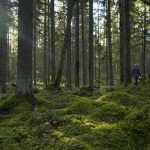 Jenni Hiltunen in the forest, Finland