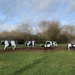 Liz Leyh. <em>Concrete Cows</em>, 1975. Milton Keynes, England
